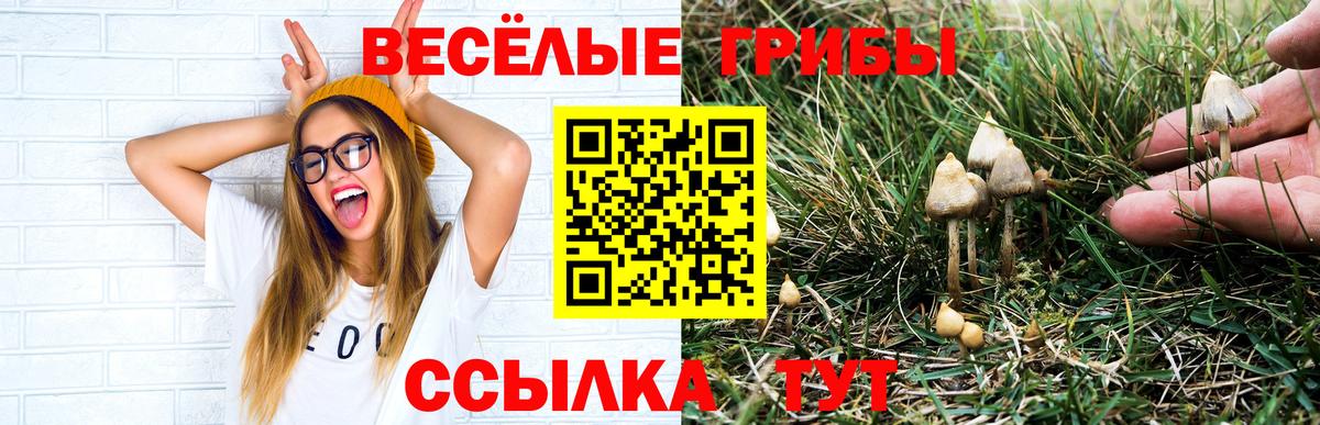 Псилоцибиновые грибы Cubensis Пыть-Ях
